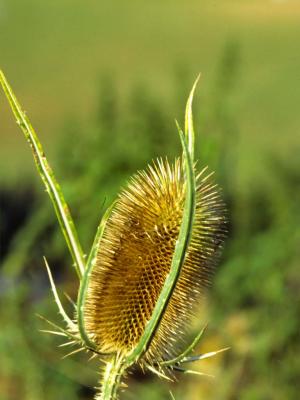 Dipsacus fullonum L. - 2004 - by Pietrolucci R.