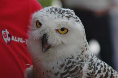  Bubo nivalis - 2006 - by Pietrolucci R.
