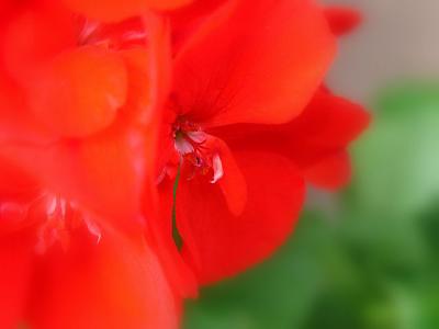 The Secret Life Of A Red Geranium