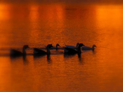 A lake carries you into recesses of feeling otherwise impenetrable.  ~William Wordsworth
