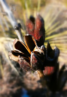Yucca Pods.jpg