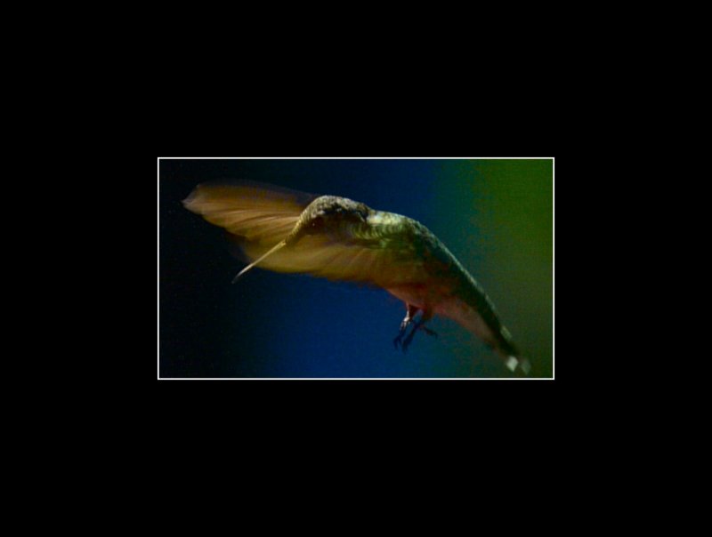 Hummingbird2.jpg