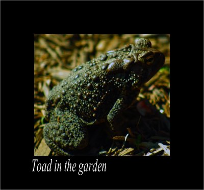 Toad in the garden.jpg