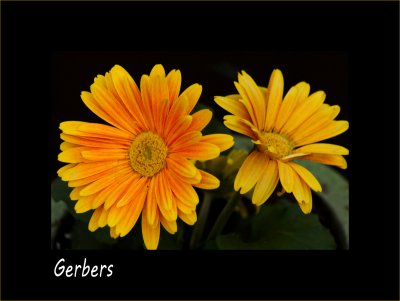 Gerbers.jpg
