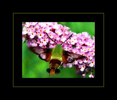 Humming Bee 7.jpg