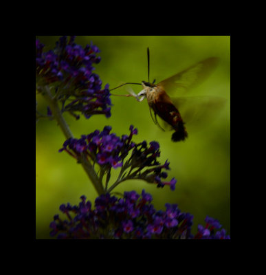 Humming Bee again 1.jpg