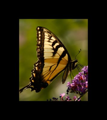 Butterfly 3 07-01-11.jpg