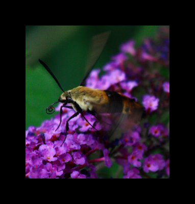 Humming Bee 1 07-01-11.jpg