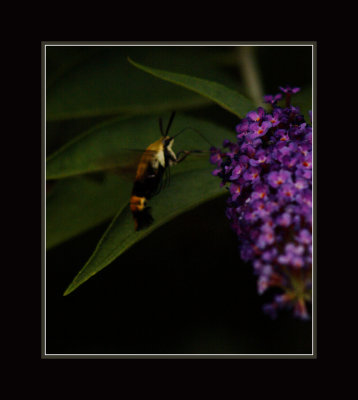 Humming Bee 07-01-11 pm.jpg