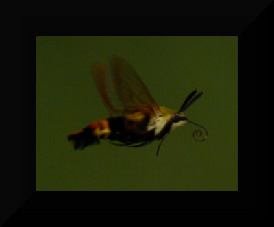Humming Bee in Flight up close.jpg