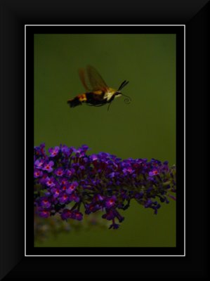 Humming Bee in Flight 1.jpg