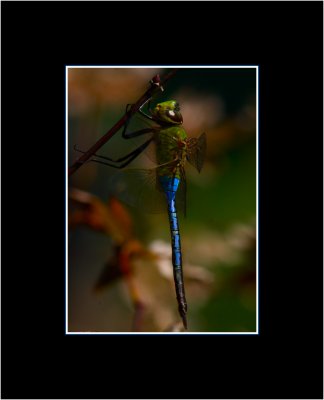 Dragonfly.jpg