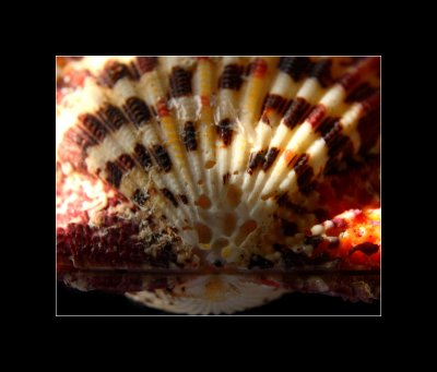 Shell1.jpg