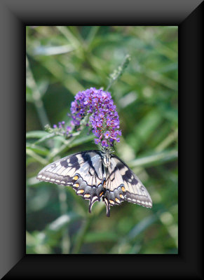 butterflies in flight 1.jpg