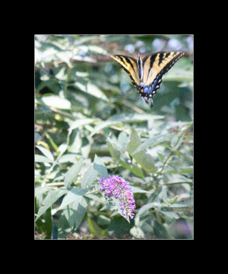 butterflies in flight 2.jpg
