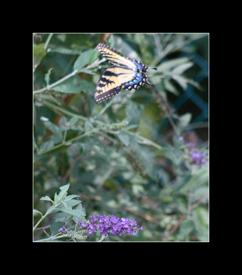 butterflies in flight 3.jpg