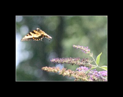 butterflies in flight 4.jpg