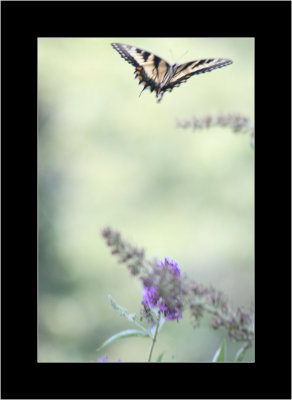 butterflies in flight 5.jpg