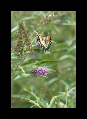 butterflies in flight 8.jpg
