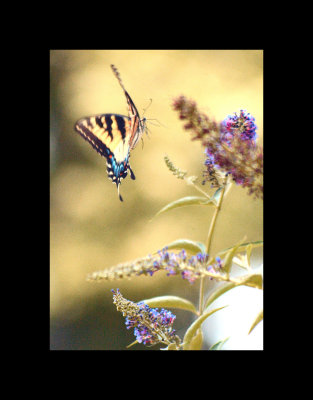 butterflies in flight 10.jpg