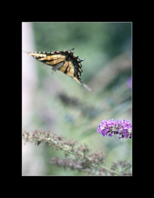 butterflies in flight 12.jpg