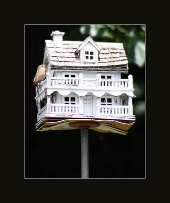 bird and birdhouse.jpg