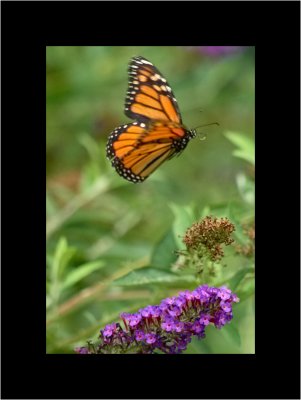 monarch in flight.jpg