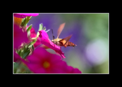 humming bee over petunias.jpg