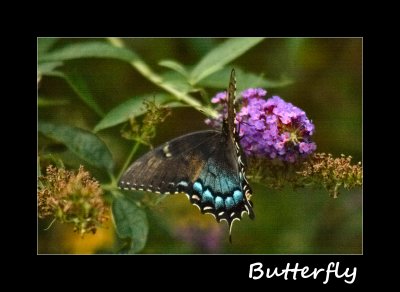 butterflies 20112 002.jpg