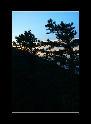 Trees at sunset.jpg