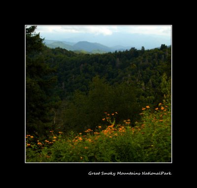 Flowers in the Smoky Mountains 1.jpg