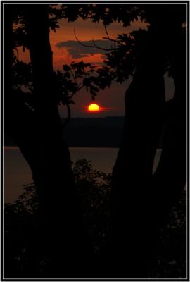 Through The tree.jpg
