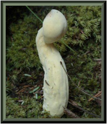 Mushroom.jpg