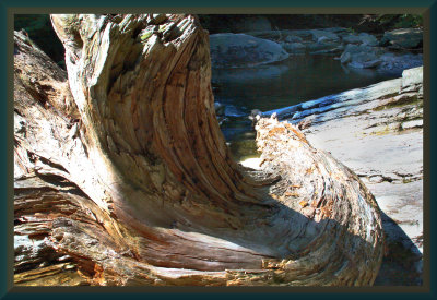 The log by the pool.jpg