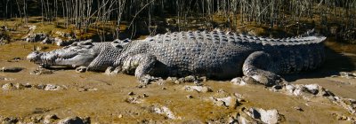 Estaurine Crocodile