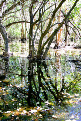 Reflections in the Swamp