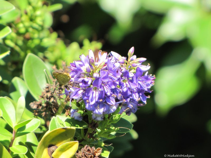 Hebe Fransicana