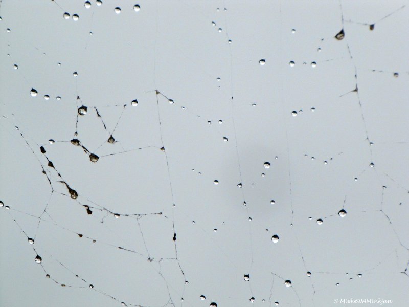 Spiderweb III