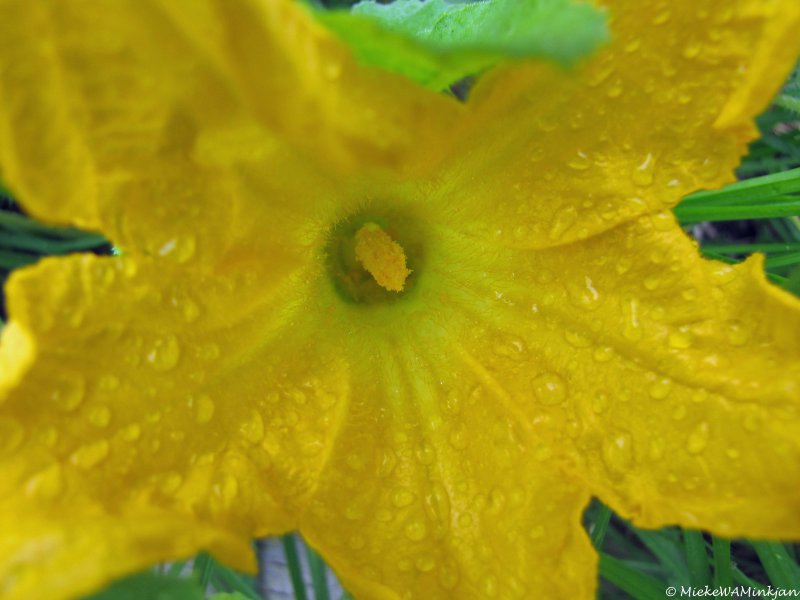 Courgette flower