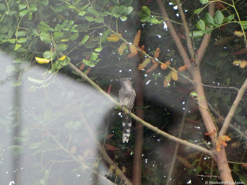 Western Wattlebird