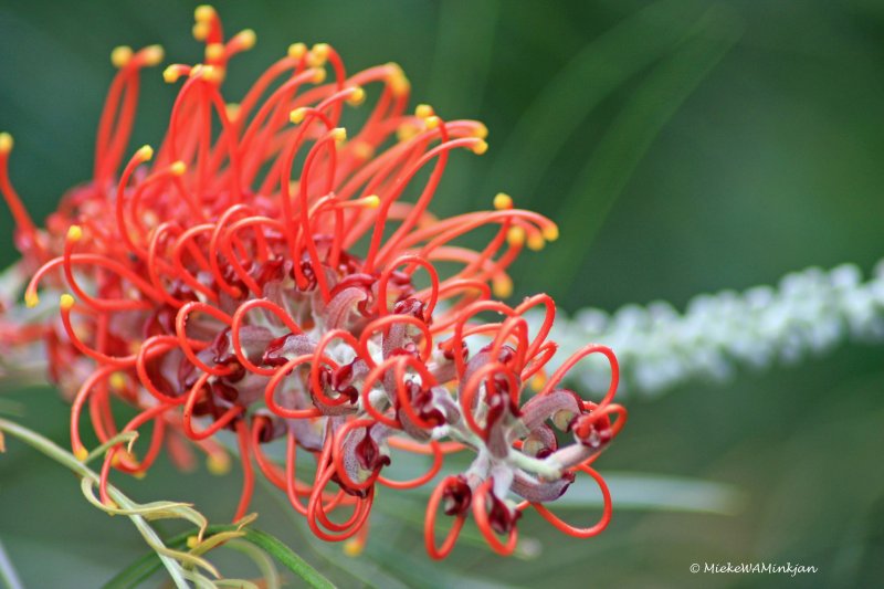 Grevillea