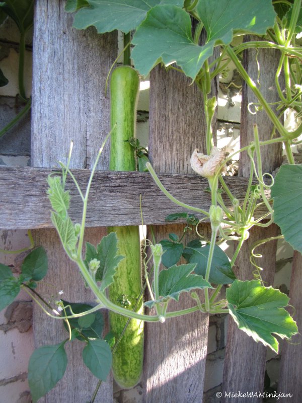 Asian melon