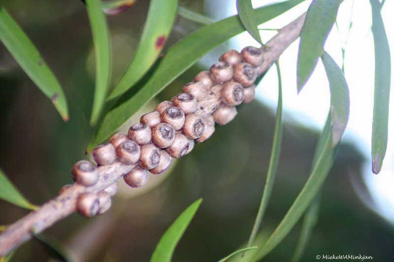 Seed pods III