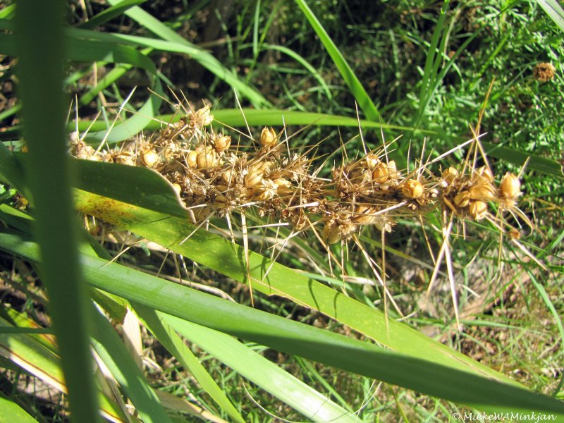 Seed pods IV