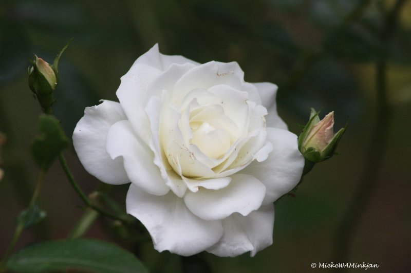 Die Weisse Rose