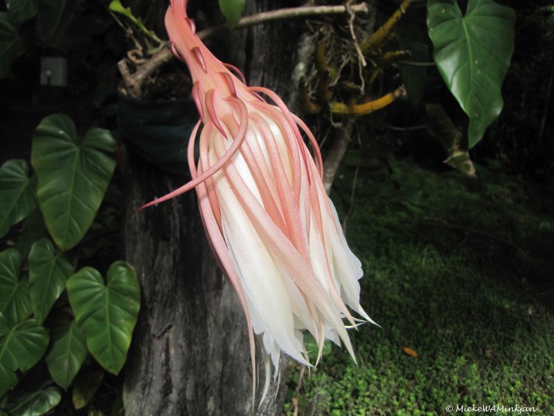 Epiphyllum oxypetalum