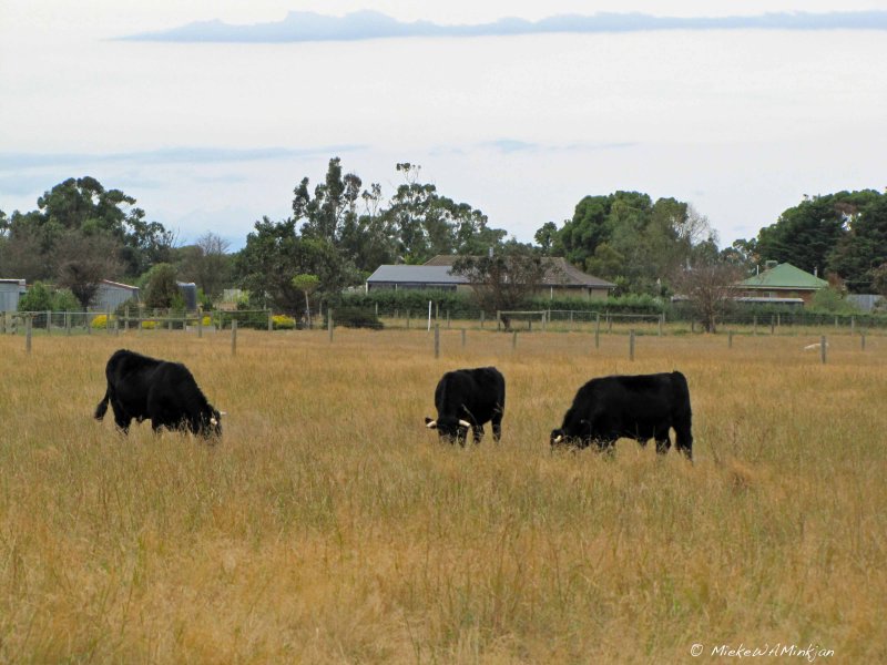 3 Angus cows