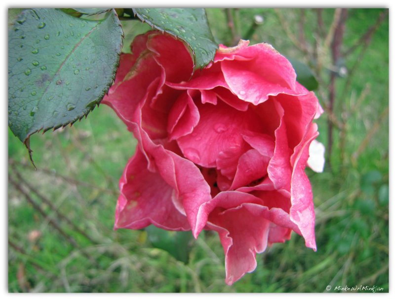 The last rose of summer