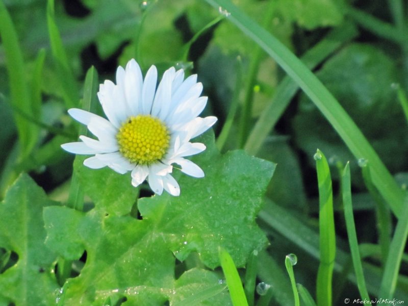 Wildwood flower