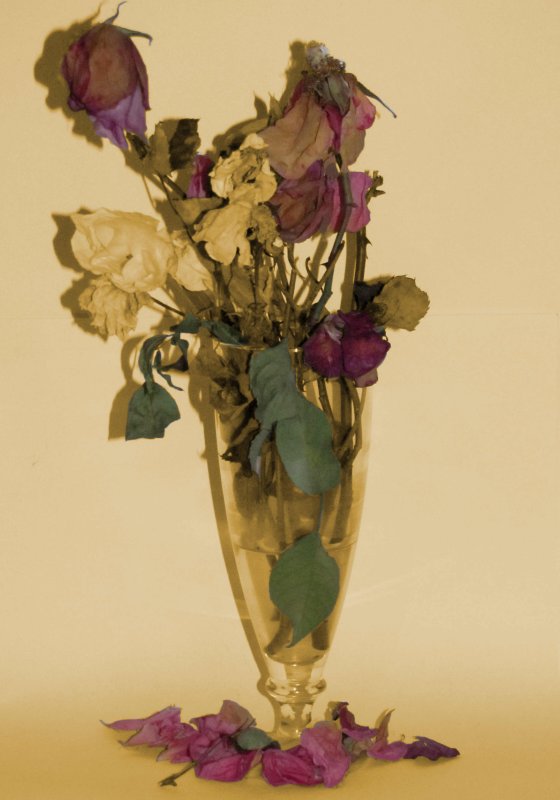 It must have been the roses